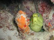 Under the sea, Cura&ccedil;ao