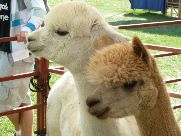 Wool Festival, Taos, New Mexico